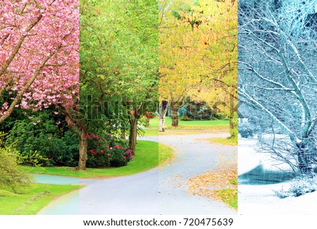 A composite collage of four image of the same street lined with cherry trees, photographed in all four seasons from the exact same location. Branches in the trees line up perfectly. 