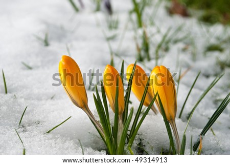 Spring Flowers covered in snow