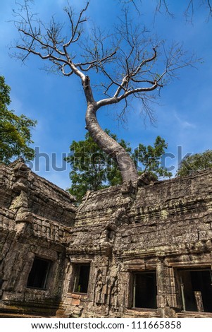Landscape with giant trees in the temple of Ta Prohm in Cambodia