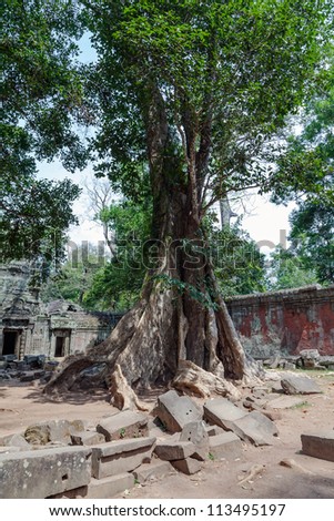 Giant trees in Ta Prohm temple in Cambodia