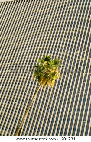 Palm tree and office building