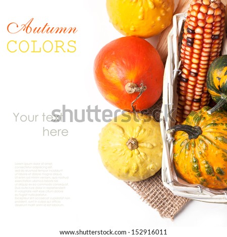 Top view on autumn mini pumpkins and corn over white with sample text