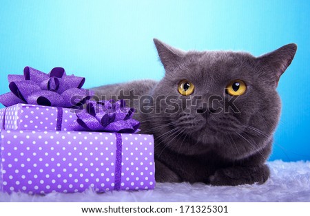 Beautiful british cat with present boxes.