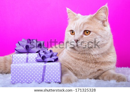 Nice british cat with present boxes.