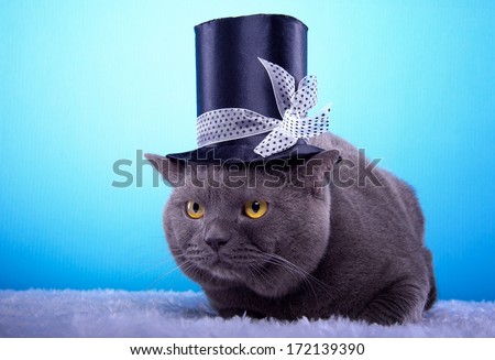 Beautiful stylish purebred british cat. Animal portrait. British cat with hat is lying.  Blue background. Colorful decorations. Collection of funny animals