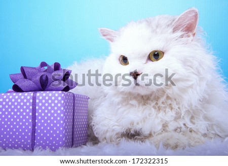 Beautiful stylish cat with nice presents. Animal portrait. Beautiful cat with bow-tie is lying. Blue background. Colorful decorations. Collection of funny animals