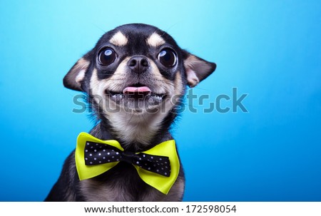 Similar – Image, Stock Photo doggie eyes Animal Pet Dog