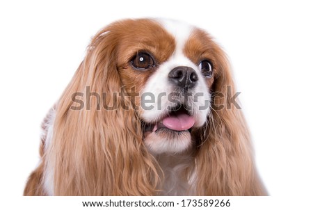 Beautiful king spaniel dog. Animal portrait. Stylish photo. White background. Collection of funny animals