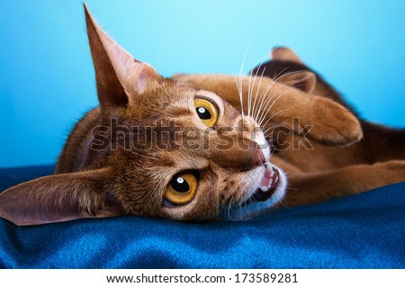 Beautiful abyssinian cat feeds her little sweet kitten. Animal portrait. Purebred cat is lying. Blue background. Colorful decorations. Collection of funny animals