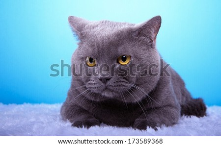 Beautiful stylish purebred british cat. Animal portrait. Purebred cat is lying. Blue background. Colorful decorations. Collection of funny animals