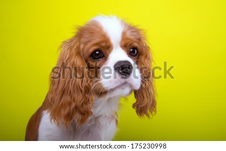 Beautiful king spaniel dog. Animal portrait. Stylish photo. Yellow background. Colorful decorations. Collection of funny animals