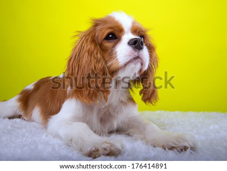 Beautiful king spaniel dog. Animal portrait. Stylish photo. Yellow background. Colorful decorations. Collection of funny animals