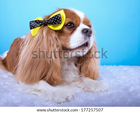 Beautiful spaniel dog with bow-tie. Animal portrait. Spaniel dog in stylish clothes. Blue background. Colorful decorations. Collection of funny animals