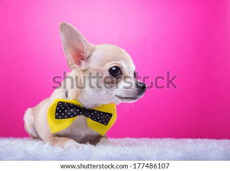 Beautiful chihuahua dog with bow-tie. Animal portrait. Chihuahua dog in stylish clothes. Pink background. Colorful decorations. Collection of funny animals