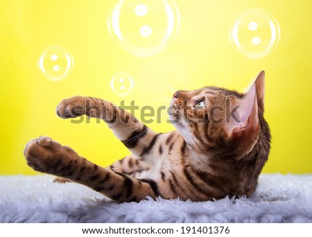 Beautiful stylish Bengal cat. Animal portrait. Bengal cat is lying. Yellow background. Collection of funny animals