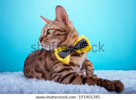 eautiful stylish Bengal cat. Animal portrait. Bengal cat is lying. Blue background. Collection of funny animals