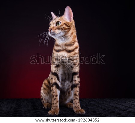 Beautiful stylish Bengal cat. Animal portrait. Bengal cat is lying. Red background. Collection of funny animals