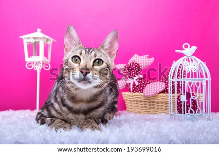 Beautiful stylish purebred bengalensis cat. Animal portrait. Purebred cat is lying. Pink background. Colorful decorations