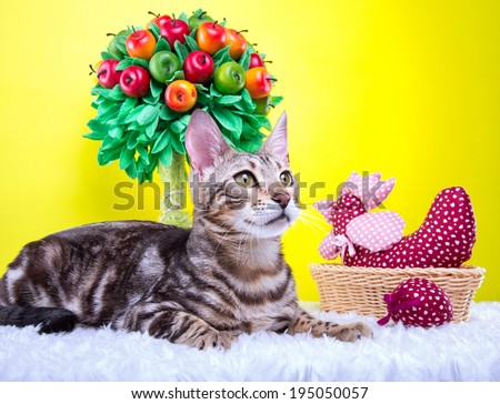 Beautiful stylish Bengal cat. Animal portrait. Bengal cat is lying. Yellow background. Collection of funny animals. Colorful decorations