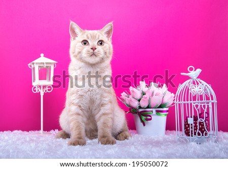 Beautiful stylish purebred british cat. Animal portrait. Purebred cat is lying. Pink background. Colorful decorations