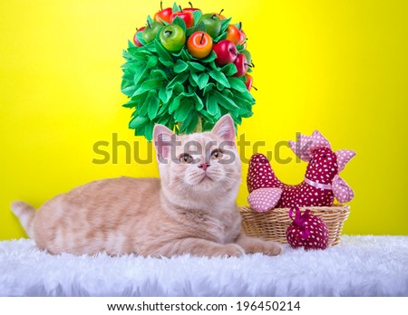 Beautiful stylish purebred british cat. Animal portrait. Purebred cat is lying. Yellow background. Colorful decorations