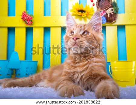 Beautiful stylish purebred maine coon cat. Animal portrait. Purebred cat is lying. Blue background. Colorful decorations