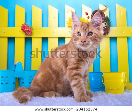 Beautiful stylish purebred maine coon cat. Animal portrait. Purebred cat is lying. Blue background. Colorful decorations