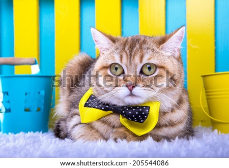 Beautiful stylish purebred british cat. Animal portrait. Purebred cat is lying. Blue background. Colorful decorations