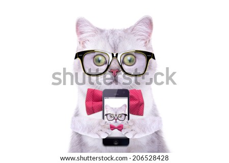 Smart beautiful british cat photographed themselves on the phone. Funny animals. Trendy cat dressed in beautiful clothes