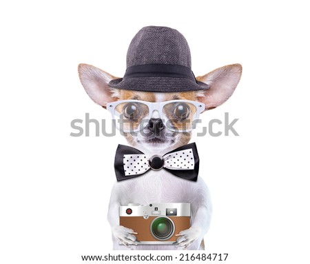 Smart beautiful dog chihuahua with a photocamera. Funny animals. Fashionable dog dressed in beautiful clothes. Hipster dog