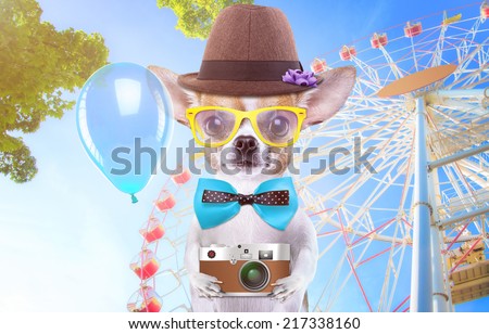 Smart beautiful dog chihuahua with a photocamera. Funny animals. Fashionable dog dressed in beautiful clothes. Hipster dog. Festive walk