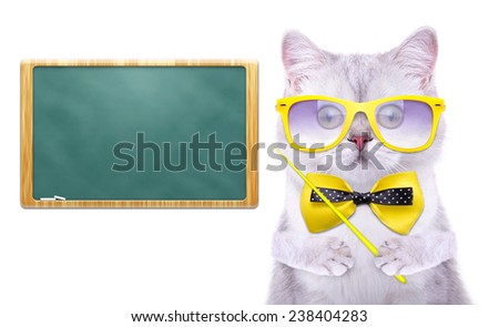 Smart beautiful british cat with a school board. Funny animals. Trendy cat dressed in beautiful clothes