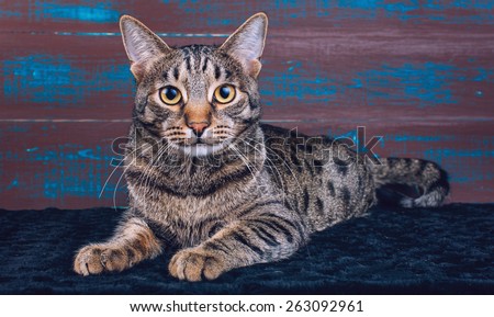 Beautiful stylish Bengal cat. Animal portrait. Bengal cat is lying. Wood background. Collection of funny animals