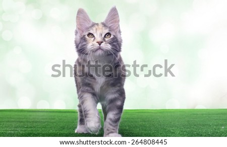 Beautiful stylish purebred maine coon cat. Animal portrait. Purebred cat is lying. Colorful decorations