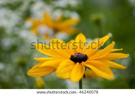 Close focus shot of two Black-eyed Susans (summer flowers)