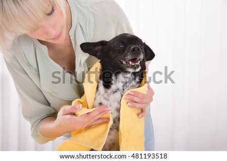 Similar – Image, Stock Photo dog with towel front view