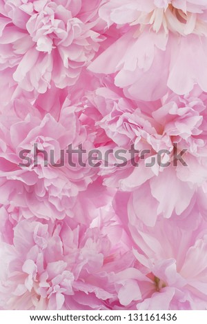 Studio Shot of Pink Colored Peony Flowers Background. Large Depth of Field (DOF). Macro.