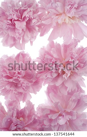 Studio Shot of Pink Colored Peony Flowers Background. Large Depth of Field (DOF). Macro.