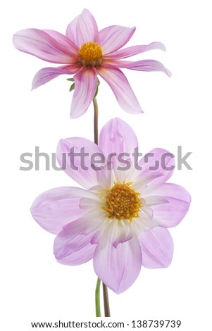 Studio Shot of Lilac Colored Dahlia Flowers Isolated on White Background. Large Depth of Field (DOF). Macro. Symbol of Elegance, Dignity and Good Taste.