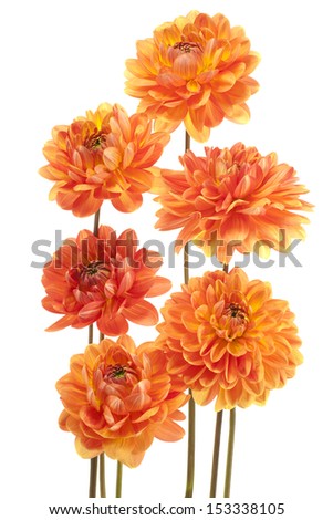 Studio Shot of Orange and Yellow Colored Dahlia Flowers Isolated on White Background. Large Depth of Field (DOF). Macro. Symbol of Elegance, Dignity and Good Taste.