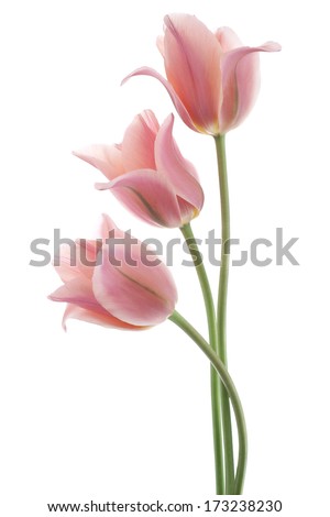 Similar – Foto Bild Drei weiße Tulpen mit grün