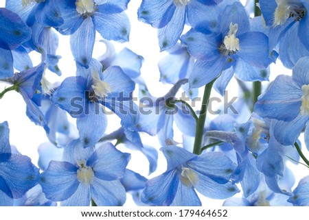 Studio Shot of Aqua and Blue Colored Delphinium Flowers Background. Macro.