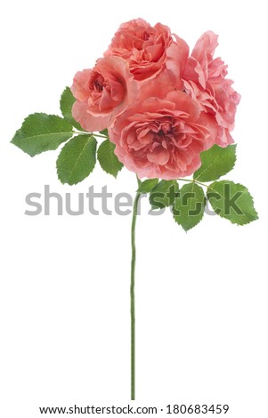 Studio Shot of Orange Colored Rose Flowers Isolated on White Background.  Macro. National Flower of Bulgaria, Ecuador, Luxembourg, Cyprus, Slovakia and Czech Republic.