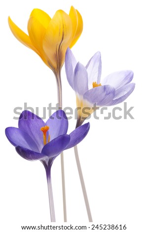 Similar – Image, Stock Photo three crocuses Crocus