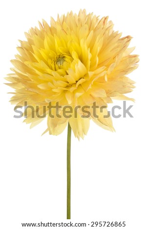 Studio Shot of Yellow Colored Dahlia Flower Isolated on White Background. Large Depth of Field (DOF). Macro. Symbol of Elegance, Dignity and Good Taste.