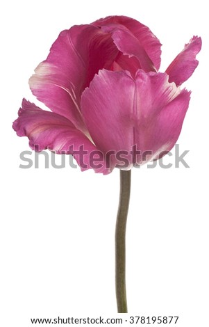 Similar – Image, Stock Photo Tulip Petal Macro tulip