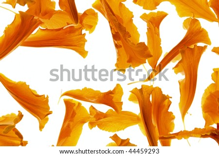 Orange and Burnt Sienna Colored Marigold Petals on White Background.