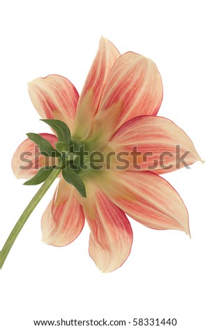 Studio Shot of Red and Yellow Colored Dahlia Isolated on White Background. Large Depth of Field (DOF). Macro.