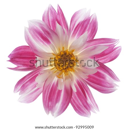 Studio Shot of Red Colored Dahlia Isolated on White Background. Large Depth of Field (DOF). Macro. Symbol of Elegance, Dignity and Good Taste.