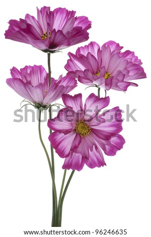 Studio Shot of Fuchsia Colored Cosmos Flowers Isolated on White Background. Large Depth of Field (DOF). Macro.